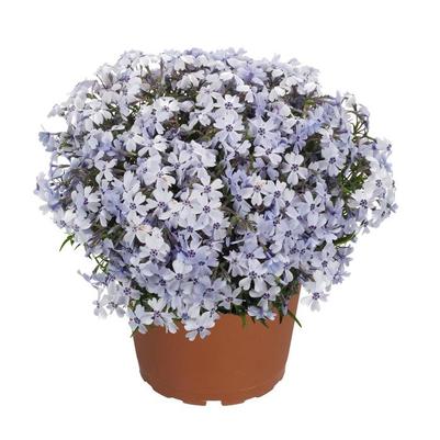 Phlox Spring® Blue