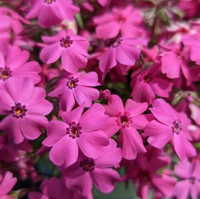 Phlox Spring® Hot Pink