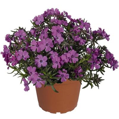 Phlox Spring® Purple