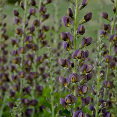 Baptisia Decadence® Dark Chocolate PP30959