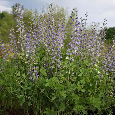 Baptisia Decadence® Deluxe Blue Bubbly
