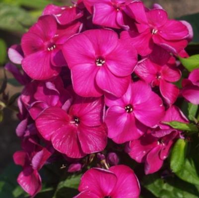 Phlox paniculata Bambini® Desire