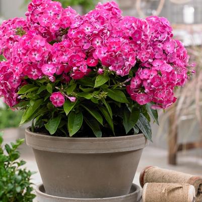 Phlox paniculata Bambini® Sweet Tart