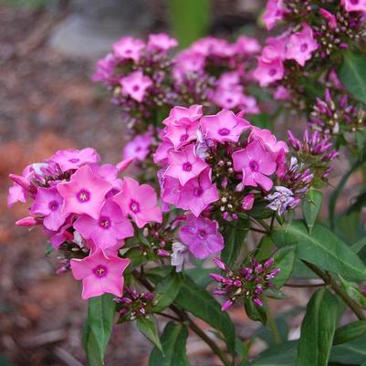 Phlox paniculata Candy Store® Coral Creme Drop™ PP20907
