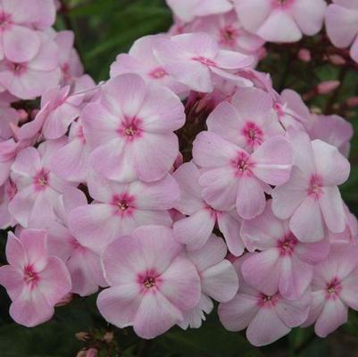 Phlox paniculata Candy Store® Cotton Candy™ PP21369
