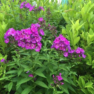 Phlox paniculata Candy Store® Grape Lollipop™ PP21109
