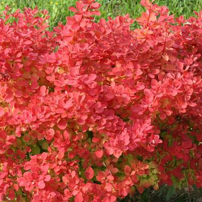 Berberis thunbergii Sunjoy Neo® PP33272