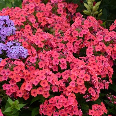 Phlox paniculata Flame® Coral