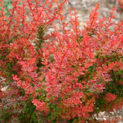 Berberis thunbergii Sunjoy® Tangelo