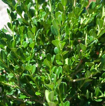 Buxus Winter Gem