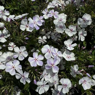 Phlox paniculata Flame® Light Blue