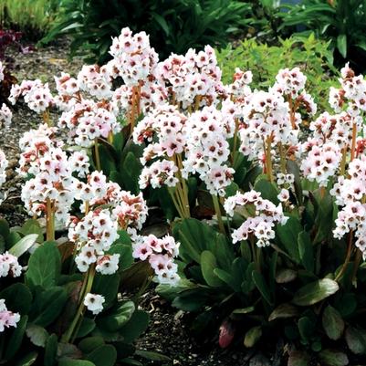 Bergenia Dragonfly™ Angel Kiss
