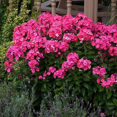 Phlox paniculata Glamour Girl