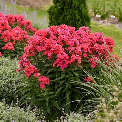 Phlox paniculata Luminary® Sunset Coral