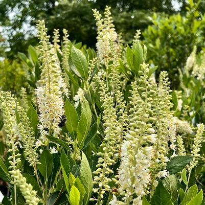Clethra alnifolia Hummingbird