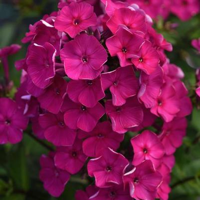 Phlox paniculata Super Ka-Pow™ Fuchsia PP33005