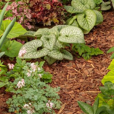Brunnera macrophylla Jack of Diamonds
