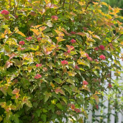 Physocarpus opulifolius First Editions® Amber Jubilee®