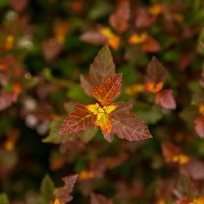 Physocarpus opulifolius First Editions® Spicy Devil® PP34244