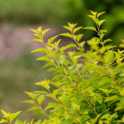 Physocarpus opulifolius First Edition® Lucky Devil® PP34243