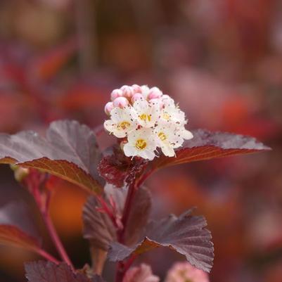 Physocarpus opulifolius Ginger Wine® PP28695