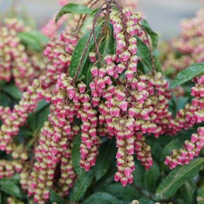 Pieris japonica Interstella®