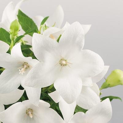 Platycodon Pop Star™ White