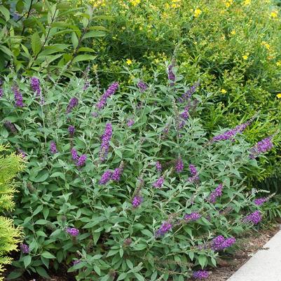 Buddleia Miss Violet