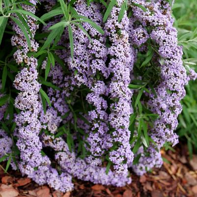 Buddleia Mop Top® PP36748