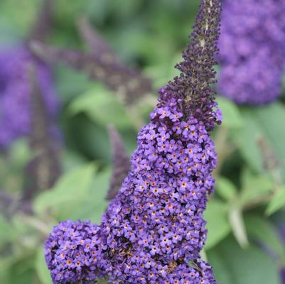 Buddleia Pugster Blue® PP28794