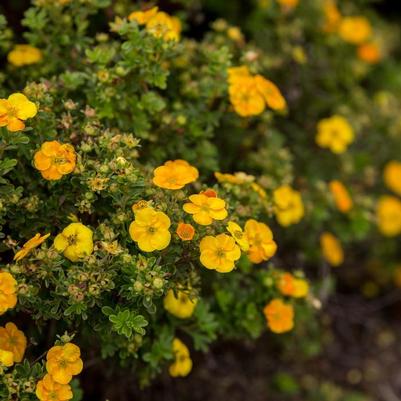 Potentilla fruticosa Mandarin Tango® PP28830