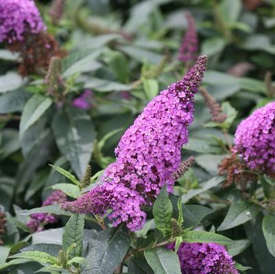 Buddleia Pugster Perwinkle® PP28796