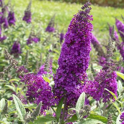 Buddleia RoyalRazz® PP33161