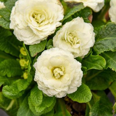 Primula Spearmint