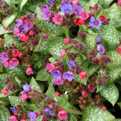 Pulmonaria Dark Vader PP12333