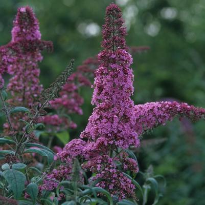 Buddleia davidii Pink Delight