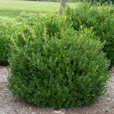 Buxus microphylla Little Missy® PP24703