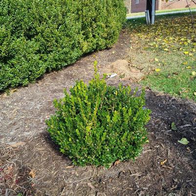 Buxus microphylla Little Mister™ PP36215