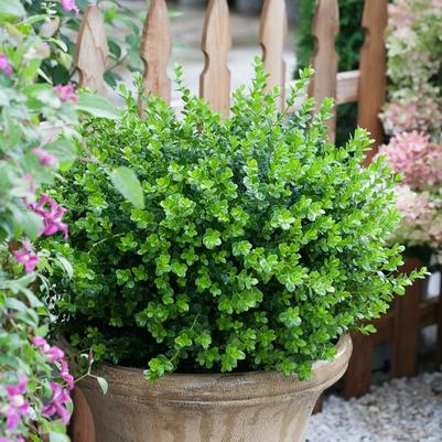 Buxus microphylla Sprinter