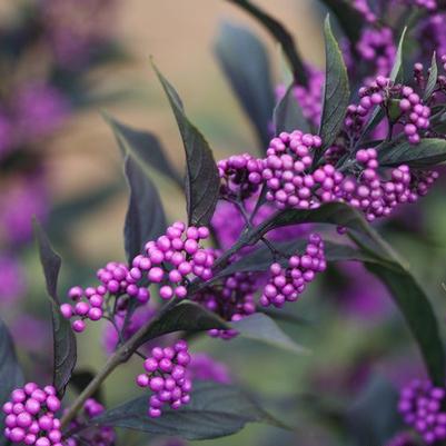 Callicarpa x Pearl Glam® PP24014