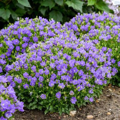 Campanula carpatica Mini Marvels™ Midnight PPAF