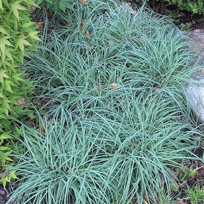 Carex flacca Blue Zinger