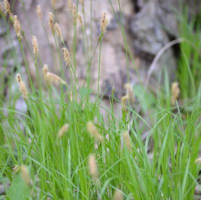 Carex pensylvanica 