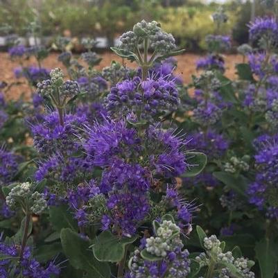 Caryopteris x clandonensis Beyond Midnight® PP27426