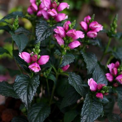 Chelone obliqua Tiny Tortuga™ PP25350