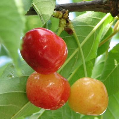 Cherry Semi-Dwarf Rainier (sweet)