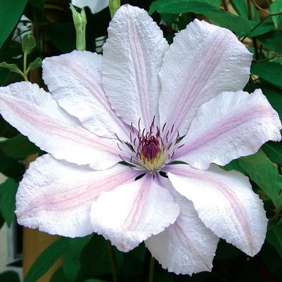 Clematis John Paul II