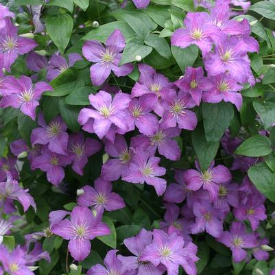 Clematis Jolly Good™