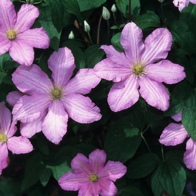 Clematis x Comtesse de Bouchard