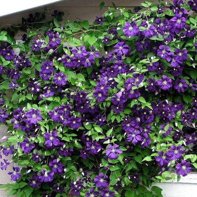 Clematis x jackmanii Superba